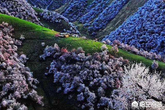 你最想去新疆哪個(gè)景區(qū)旅游？為什么？